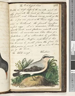 Muscicapidae Gallery: Page 428. The White-Rump, Wheatear, 1810-17 (w / c & manuscript text)