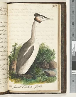 Page 438. The Great Crested Grebe, 1810-17 (w/c & manuscript text)