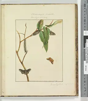 Page 47. Plate 12 Clisiocampa Lewinae / Bombyx Lewinae, 1803-04 (hand-coloured etching) Page 47. Plate 12 Clisiocampa Lewinae / Bombyx Lewinae, 1803-04 (hand-coloured etching)