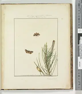 Page 51. Plate 13 Bombyx Exposita Lewin / allied to..., 1803-04 (hand-coloured etching) Page 51. Plate 13 Bombyx Exposita Lewin / allied to..., 1803-04 (hand-coloured etching)