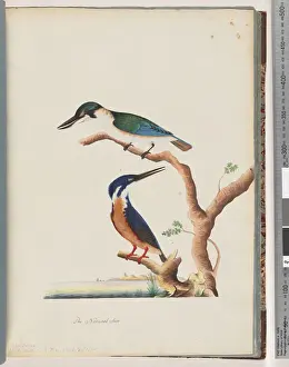 Page 53. 1. Sacred Kingfisher. Alcedo sacre 2. Azure Kingfisher. 2, 3 toed N Page 53. 1. Sacred Kingfisher. Alcedo sacre 2. Azure Kingfisher. 2, 3 toed N