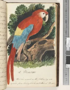 Page 70. A Maccaw, 1810-17 (w/c & manuscript text) Page 70. A Maccaw, 1810-17 (w/c & manuscript text)