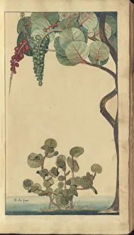 A page from the Elegancies of Jamaica, 36, 1750-79 (w/c on paper) A page from the Elegancies of Jamaica, 36, 1750-79 (w/c on paper)
