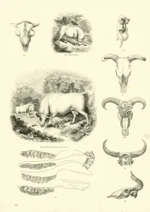 Page from The Pictorial Museum of Animated Nature (engraving) Page from The Pictorial Museum of Animated Nature (engraving)