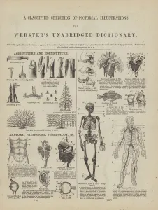 Page from Webster's Complete Dictionary (George Bell, 1877). (engraving) Page from Webster's Complete Dictionary (George Bell, 1877). (engraving)