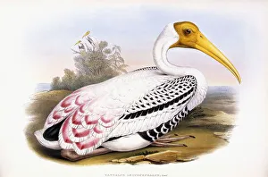 Painted Stork (Tantalus Leucocephalus), 1862-1873 (hand-coloured lithograph) Painted Stork (Tantalus Leucocephalus), 1862-1873 (hand-coloured lithograph)