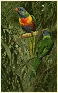A Pair of Rainbow Lorikeets, 1890 (chromolithograph) A Pair of Rainbow Lorikeets, 1890 (chromolithograph)