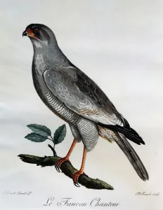Pale Chanting-Goshawk (Melierax canorus), engraving from Histoire Naturelle des Oiseaux Pale Chanting-Goshawk (Melierax canorus), engraving from Histoire Naturelle des Oiseaux