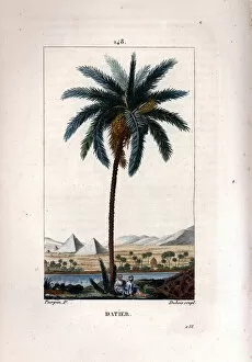 Palm a dates Date palm, Phoenix dactylifera, showing fruit and leaves against landscape with pyramids and river