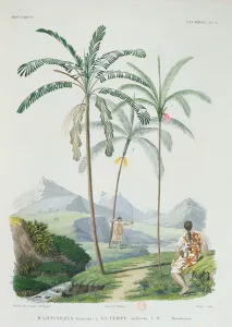 Palm trees in a mountainous part of South America, from Voyage dans l' Palm trees in a mountainous part of South America, from Voyage dans l'