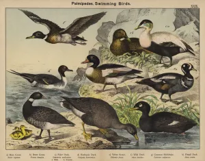 Anser Gallery: Palmipedes, Swimming Birds (colour litho)