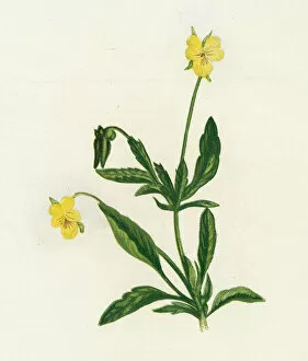 Pansy, or Heartsease, Viola Tricolor (colour litho)