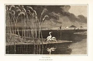 Papyrus grass growing on the edge of the Nile river. 1807 (aquatint) Papyrus grass growing on the edge of the Nile river. 1807 (aquatint)