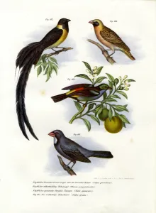 Paradise Whydah, 1864 (colour litho) Paradise Whydah, 1864 (colour litho)