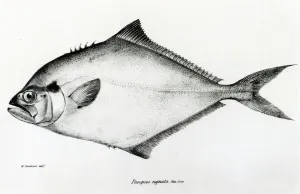 Paropsis Signata, plate 13 from The Zoology of the Voyage of H Paropsis Signata, plate 13 from The Zoology of the Voyage of H