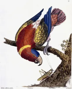 A Parrot, 1731-1738 (hand-coloured engraving) A Parrot, 1731-1738 (hand-coloured engraving)