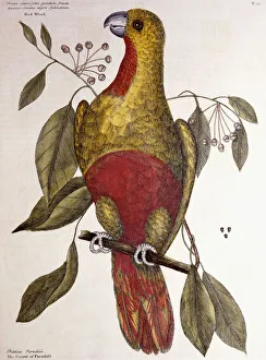 The Parrot of Paradise, 1771 (hand-coloured engraving) The Parrot of Paradise, 1771 (hand-coloured engraving)