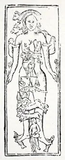 The parts of the body which control each Zodiac sign (litho) The parts of the body which control each Zodiac sign (litho)