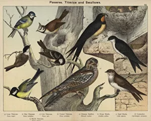 Passeres, Titmice and Swallows (colour litho)