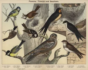 Passeres, Titmice and Swallows (colour litho) Passeres, Titmice and Swallows (colour litho)