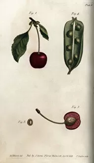 The pea pericarp (leguminous) and section of the fruit of cherry (or wild cherry or birds)