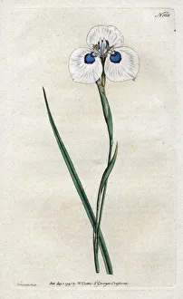 Peacock Iris - Lithography by Sydenham Edwards (1768-1819), plate from William Curtis' Peacock Iris - Lithography by Sydenham Edwards (1768-1819), plate from William Curtis'