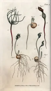 Peas, leguminous seed has different germination stages. Coloured copper engraving Peas, leguminous seed has different germination stages. Coloured copper engraving