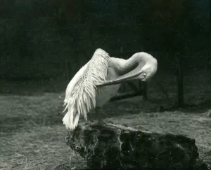 A pelican preening its wing at London Zoo, June 1922 (b/w photo) A pelican preening its wing at London Zoo, June 1922 (b/w photo)
