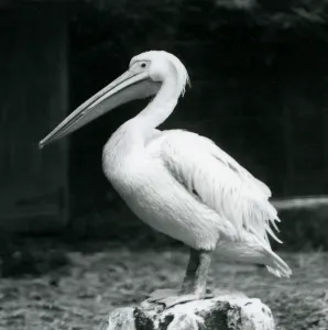 A pelican standing on a tree stump at London Zoo in September 1925 (b/w photo) A pelican standing on a tree stump at London Zoo in September 1925 (b/w photo)