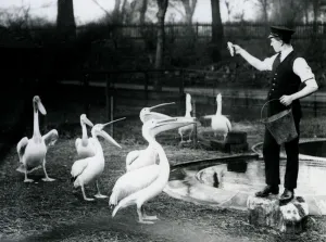 Pelicans being fed fish by their Keeper at the poolside, London Zoo Pelicans being fed fish by their Keeper at the poolside, London Zoo