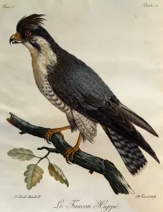 Peregrine Falcon (Falco peregrinus), engraving from Histoire Naturelle des Oiseaux d' Peregrine Falcon (Falco peregrinus), engraving from Histoire Naturelle des Oiseaux d'