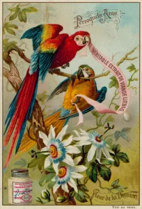 Perroquets Aras and Fleur de la Passion (chromolitho) Perroquets Aras and Fleur de la Passion (chromolitho)