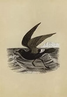 Petrel (colour litho)