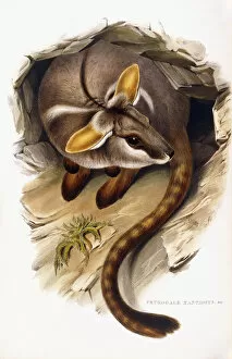 Petrogale Xanthopus (yellow-footed rock-wallaby), 1845-1863 (hand-coloured lithograph)