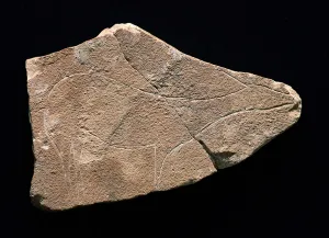 Rock Painting Gallery: Petroglyph representing a deer, Parpallo Cave, Spain. Upper Paleolithic