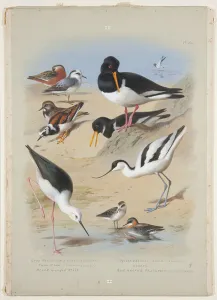 Phaleropes, oystercatcher, avocet, turnstone and stilt, c Phaleropes, oystercatcher, avocet, turnstone and stilt, c