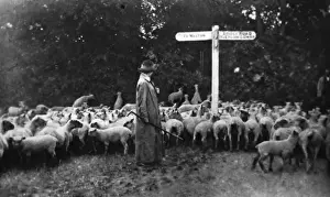 Picturesque war-work: the lady shepherd, from The Illustrated War News Picturesque war-work: the lady shepherd, from The Illustrated War News