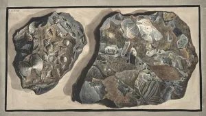 Piece of marble composed of fragments of various sorts of marble found in the Fossa Piece of marble composed of fragments of various sorts of marble found in the Fossa