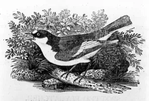 The Pied Flycatcher, illustration from A History of British Birds by Thomas Bewick The Pied Flycatcher, illustration from A History of British Birds by Thomas Bewick