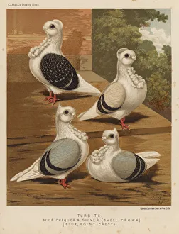 Tooth Billed Pigeon (Pigeons, Columbiformes, Birds)