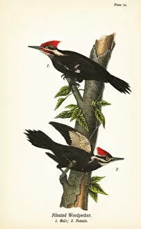 Color Lithograph Gallery: Pileated woodpecker, Dryocopus pileatus, male 1, female 2