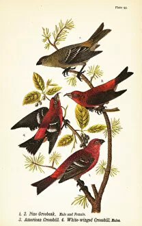 Color Lithograph Gallery: Pine grosbeak, Pinicola enucleator, male 1, female 2, American crossbill or red crossbill