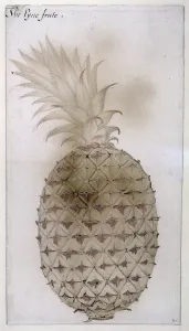 Pineapple, (pencil, w/c & bodycolour on paper) Pineapple, (pencil, w/c & bodycolour on paper)