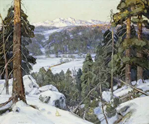 Images Dated 10th November 2011: Pines in Winter, (oil on canvas)