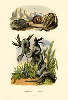 Pit Viper, 1833-39 (coloured engraving) Pit Viper, 1833-39 (coloured engraving)