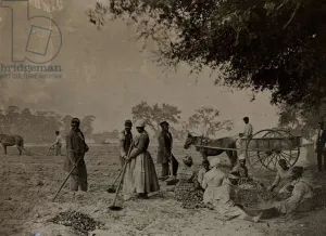 Plantations Gallery: Planting Sweet Potatoes, Hopkinsons Plantation, Edislo Island, South Carolina