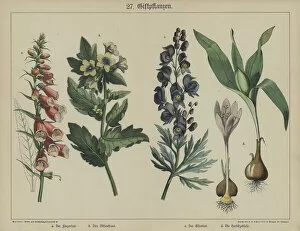 Plants (colour litho)