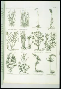 Plants from Culpeper's English Physician and Complete Herbal Plants from Culpeper's English Physician and Complete Herbal
