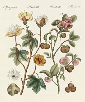 Plants from hot countries (coloured engraving)