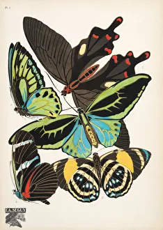 Plate 1, from Papillons, pub. 1925 (pochoir print) Plate 1, from Papillons, pub. 1925 (pochoir print)